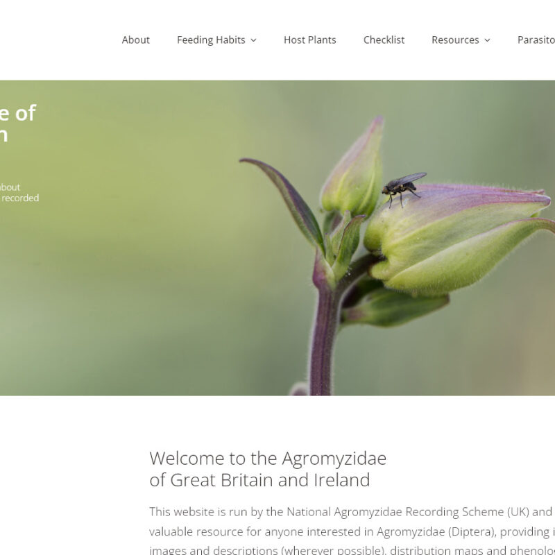 Web deisgn beverley by Weborchard - Agromyzidae web design and software development